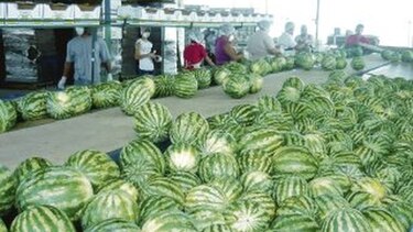 La agroexportación entra en su apogeo