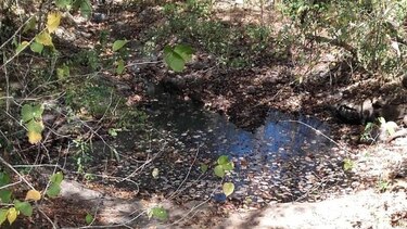 Poca agua disponible para la fauna silvestre de la reserva centenaria