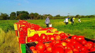 Mejoran rendimientos en cosecha de tomate