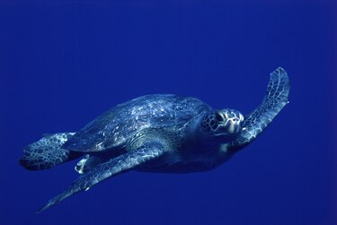 El Corredor Marino del Pacífico Este Tropical
