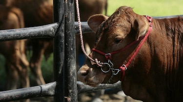 Productores rechazan seguro obligatorio del ISA