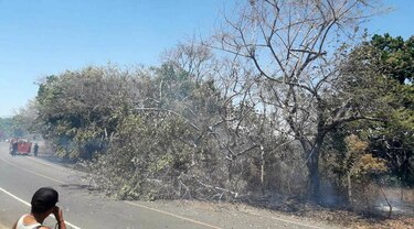 Incendio arrasa con reforestación de más de 10 mil plantones de cocobolo