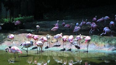 El zoológico de Atlanta: un hogar lleno de aprendizaje