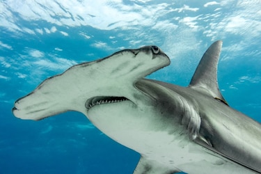 Fortalecen la protección del tiburón martillo en aguas panameñas