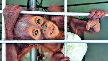 Deforestación y cacería amenazan a orangutanes