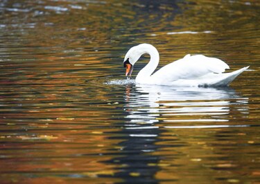 Unión Europea adopta plan de biodiversidad; oenegés prudentes
