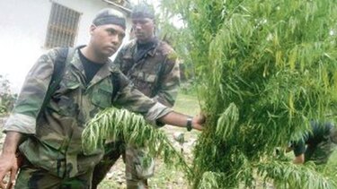 Detectan marihuana en Piedra Candela