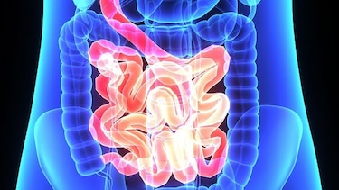 Rol de la flora intestinal en la salud