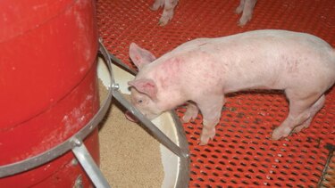 Productores de cerdo solicitan protección