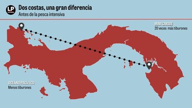 ¿Están a salvo los tiburones del Pacífico panameño? Un estudio pone la lupa sobre la pesca