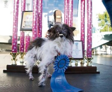 ´Peanut´ se lleva el título del perro más feo del mundo