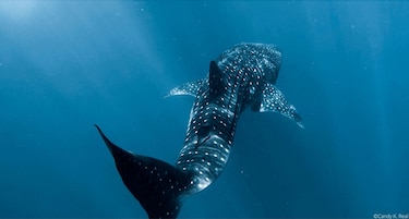 ¿En qué andan los tiburones ballena?