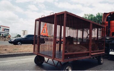 Gobierno prohíbe la entrada de animales para circos