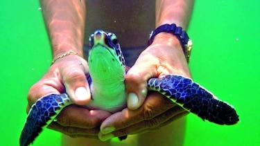 Nacen más tortugas hembras