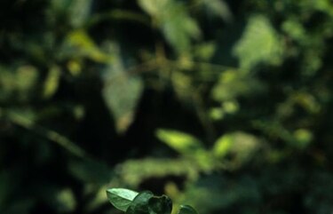 ONU acordó funcionamiento de nueva agencia para proteger la biodiversidad