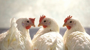 Denuncian campaña de difamación contra agricultura estadounidense
