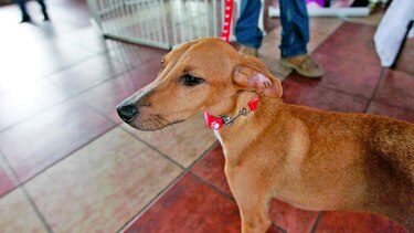 Persiste maltrato a animales