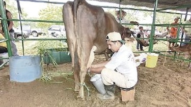 Hoy finaliza la feria de ganado lechero