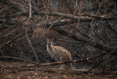 Los incendios forestales extremos se han duplicado en los últimos 20 años