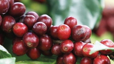 Plan del agro de occidente identifica a 500 productores