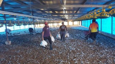 Apagón causa la muerte de más de 37 mil pollos