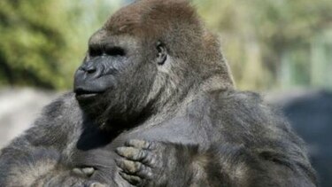 Muere el gorila Bantú del zoológico de la Ciudad de México