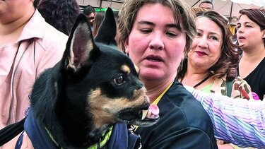 Ley contra el maltrato animal