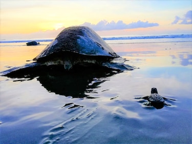 Tortugas marinas: regresan a la playa donde nacieron, pero cada vez les cuesta más sobrevivir