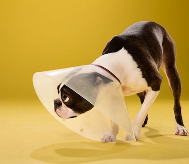 Buscan alternativas a conos protectores de mascotas