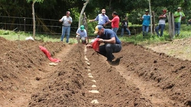 Evalúan la adaptabilidad de nuevas variedades de papa en Azuero