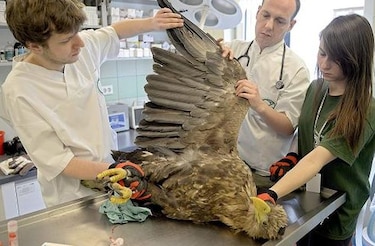 Salvan vida a águila de cola blanca