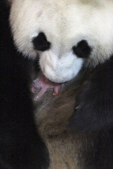 Un bebé panda gigante nace en el zoo de Madrid