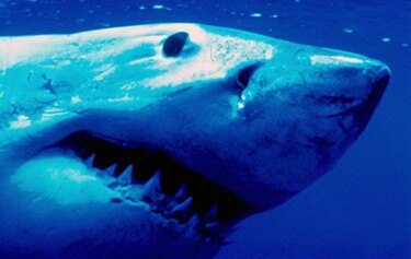 Los tiburones blancos se vuelven más agresivos en Australia