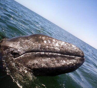 Reducen la cuota de caza de ballenas grises para los aborígenes rusos