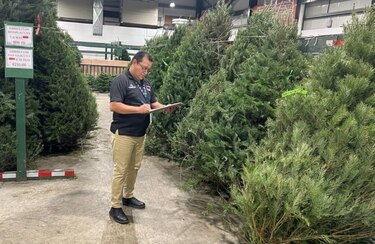 Precios de arbolitos navideños 2025: desde $29.50 hasta $200, según el tamaño
