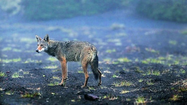 Costa Rica lanza dispositivo para proteger su fauna
