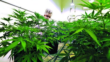 Cannabis para tratar psicosis