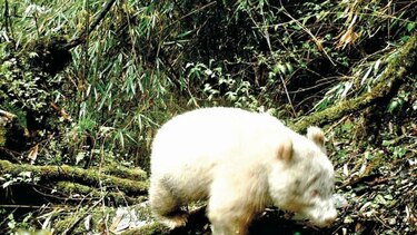 Un raro ejemplar de oso panda albino fue avistado en China