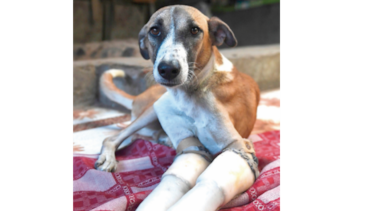 De India al Reino Unido, el rescate de la perra Rocky