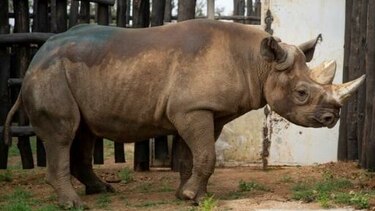 Trasladan a Tanzania nueve rinocerontes negros sudafricanos