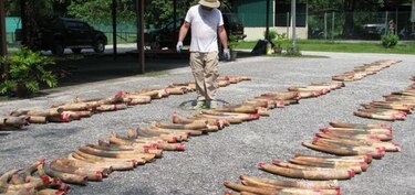 La mayoría del marfil ilegal es de elefantes muertos recientemente