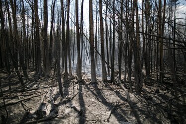 El hemisferio norte registra un récord de incendios forestales en la temporada de 2023