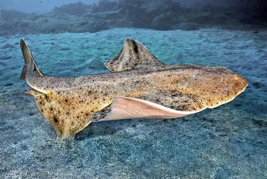 Las hembras de angelote cambian sus rutinas de apareamiento debido al calentamiento del océano