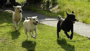 Caminata contra el maltrato animal será este domingo