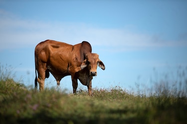 El lujo de comer carne en Panamá