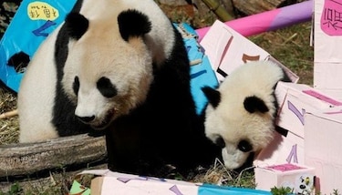 Pandas gemelos celebran su primer cumpleaños en zoológico de Viena