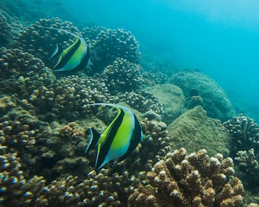 Se inició la consulta pública sobre el plan de manejo de Coiba