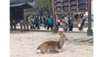 Naturaleza, fe y paz en la isla Itsukushima