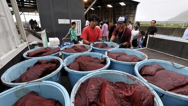 Controversia sobre la caza 'científica' de ballenas en Japón