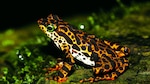 Por la conservación de los anfibios